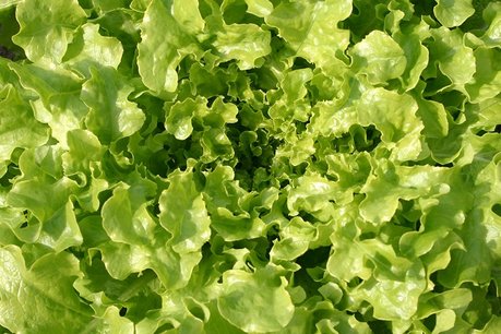 Eikenbladsla 'Salad Bowl' – Lactuca sativa - Bio groentezaden Eikenbladsla 'Salad Bowl' – Lactuca sativa - Bio groentezaden