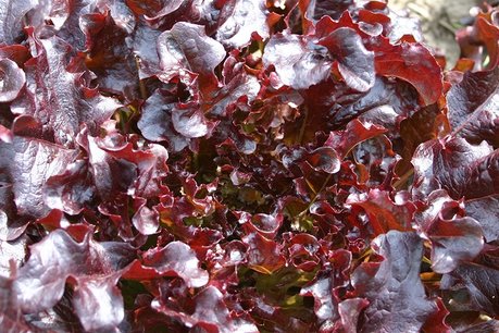 Rode Eikenbladsla 'Red Salad Bowl' – Lactuca sativa - Bio groentezaden Rode Eikenbladsla 'Red Salad Bowl' – Lactuca sativa - Bio groentezaden