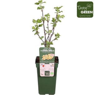 Ribes Ribest® Blanchette® - Witte aalbes - Bio fruitplant Ribes Ribest® Blanchette® - Witte aalbes - Bio fruitplant