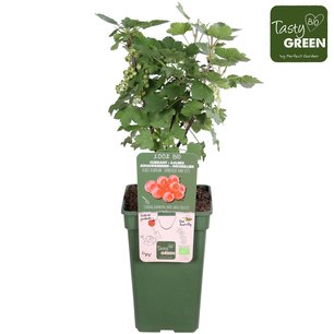 Ribes rubr. 'Jonkheer van Tets' - Rode aalbes - Bio fruitplant Ribes rubr. 'Jonkheer van Tets' - Rode aalbes - Bio fruitplant