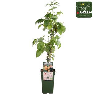 Rubus id. Gele herfst & zomerframboos - Bio fruitplant Rubus id. Gele herfst & zomerframboos - Bio fruitplant