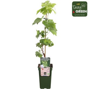 Vitis centennial seedless - Witte pitloze druif - Bio fruitplant Vitis centennial seedless - Witte pitloze druif - Bio fruitplant