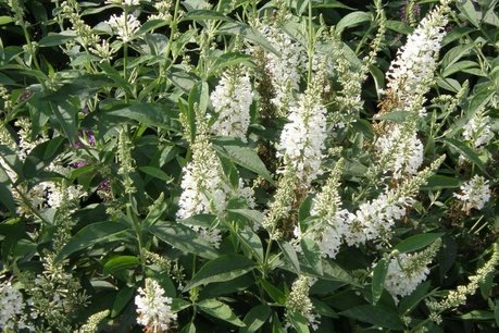 Buddleja ARGUS® White - vlinderstruik Buddleja ARGUS® White - vlinderstruik