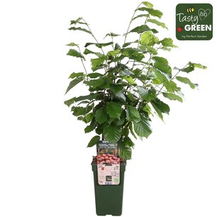 Corylus Rode Zellernoot - Hazelnoot - Bio fruitplant Corylus Rode Zellernoot - Hazelnoot - Bio fruitplant