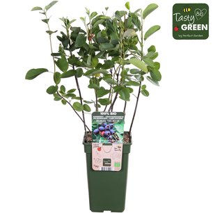 Amelanchier can. Prince William - krentenboompje - Bio fruitplant Amelanchier can. Prince William - krentenboompje - Bio fruitplant