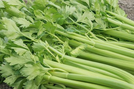 Bleekselderij 'Tango F1' – Apium graveolens - Bio groentezaden Bleekselderij 'Tango F1' – Apium graveolens - Bio groentezaden