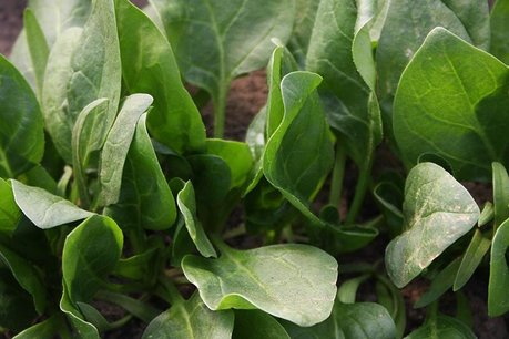 Spinazie 'Winterreuzen' – Spinacia oleracea - Bio groentezaden Spinazie 'Winterreuzen' – Spinacia oleracea - Bio groentezaden