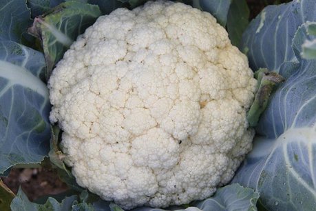 Bloemkool 'Flora Blanca' – Brassica oleracea - Bio groentezaden Bloemkool 'Flora Blanca' – Brassica oleracea - Bio groentezaden