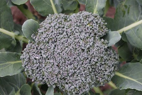 Broccoli 'Groene Calabrese' – Brassica oleracea - Bio groentezaden Broccoli 'Groene Calabrese' – Brassica oleracea - Bio groentezaden