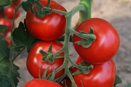 Tomaat 'Bolstar Granda' – Solanum lycopersicum - Bio groentezaden Tomaat 'Bolstar Granda' – Solanum lycopersicum - Bio groentezaden