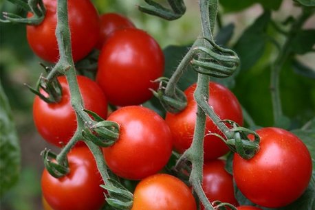 Cherrytomaat 'Zuckertraube' – Solanum lycopersicum - Bio groentezaden Cherrytomaat 'Zuckertraube' – Solanum lycopersicum - Bio groentezaden