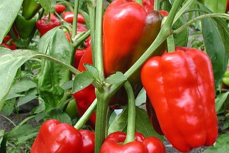 Blokpaprika 'Jubilandska' – Capsicum annuum - Bio groentezaden Blokpaprika 'Jubilandska' – Capsicum annuum - Bio groentezaden