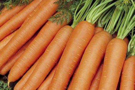 Zomerwortel 'Nantes 2' – Daucus carota - Bio groentezaden Zomerwortel 'Nantes 2' – Daucus carota - Bio groentezaden