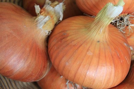 Ui 'Stuttgarter' – Allium cepa - Bio groentezaden Ui 'Stuttgarter' – Allium cepa - Bio groentezaden