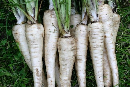 Pastinaak 'Tender and True' – Pastinaca sativa - Bio groentezaden Pastinaak 'Tender and True' – Pastinaca sativa - Bio groentezaden