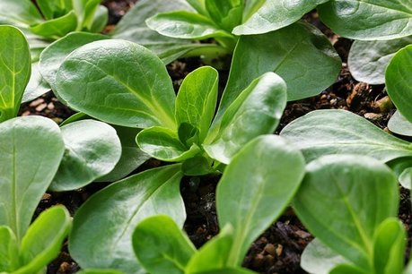 Veldsla 'Vit' – Valerianella locusta - Bio groentezaden Veldsla 'Vit' – Valerianella locusta - Bio groentezaden