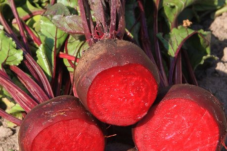 Rode biet 'Kogel 2' – Beta vulgaris - Bio groentezaden Rode biet 'Kogel 2' – Beta vulgaris - Bio groentezaden