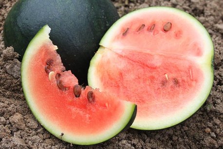 Watermeloen 'Sugar Baby' – Citrullus lanatus - Bio groentezaden Watermeloen 'Sugar Baby' – Citrullus lanatus - Bio groentezaden