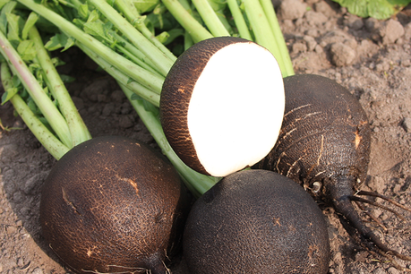 Rammenas 'Ronde Zwarte' – Raphanus sativus - Bio groentezaden Rammenas 'Ronde Zwarte' – Raphanus sativus - Bio groentezaden