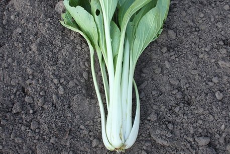 Paksoi 'Taisai' – Brassica rapa - Bio groentezaden Paksoi 'Taisai' – Brassica rapa - Bio groentezaden