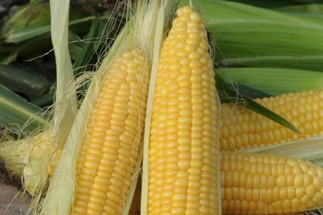 Suikermais 'Golden Bantam' – Zea mays - Bio groentezaden Suikermais 'Golden Bantam' – Zea mays - Bio groentezaden