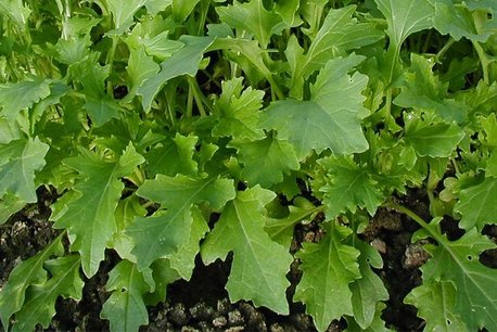 Raapsteel 'Namenia' – Brassica rapa - Bio groentezaden Raapsteel 'Namenia' – Brassica rapa - Bio groentezaden
