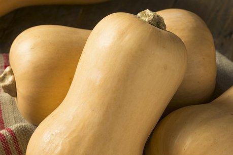 Flespompoen 'Butternut' – Cucurbita moschata - Bio groentezaden Flespompoen 'Butternut' – Cucurbita moschata - Bio groentezaden