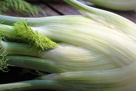 Knolvenkel 'Fino' – Foeniculum vulgare - Bio groentezaden Knolvenkel 'Fino' – Foeniculum vulgare - Bio groentezaden