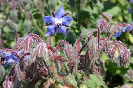 Komkommerkruid – Borago officinalis - Bio bloemenzaden Komkommerkruid – Borago officinalis - Bio bloemenzaden