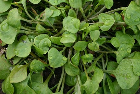 Winterpostelein – Claytonia perfoliata - Bio groentezaden Winterpostelein – Claytonia perfoliata - Bio groentezaden