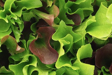 Mesclun 'Puur Sla' (slamix) – Lactuca sativa - Bio groentezaden Mesclun 'Puur Sla' (slamix) – Lactuca sativa - Bio groentezaden