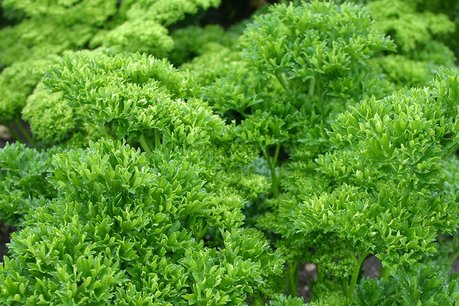 Peterselie 'Moskrul 2' – Petroselinum crispum - Bio tuinkruiden Peterselie 'Moskrul 2' – Petroselinum crispum - Bio tuinkruiden