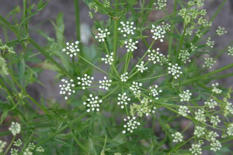 Anijs – Pimpinella anisum - Bio tuinkruidenzaden Anijs – Pimpinella anisum - Bio tuinkruidenzaden