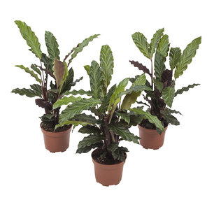 3 x Calathea Rufibarba 32 cm 3 x Calathea Rufibarba 32 cm