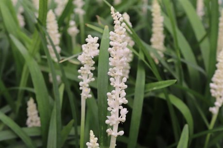 Liriope Muscari 'Monroe White' - leliegras Liriope Muscari 'Monroe White' - leliegras