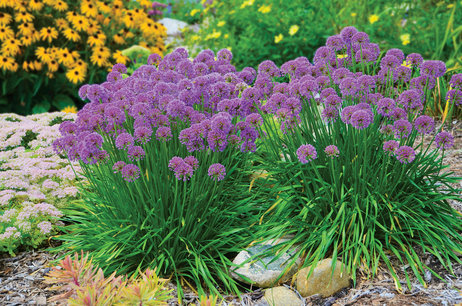 Allium 'Millenium' - sierui - C3 pot Allium 'Millenium' - sierui - C3 pot