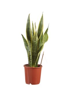 Sanseveria, vrouwentong (Sanseveria laurentii) 50 cm Sanseveria, vrouwentong (Sanseveria laurentii) 50 cm