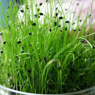 Chinese bieslook - Bio kiemgroenten Chinese bieslook - Bio kiemgroenten