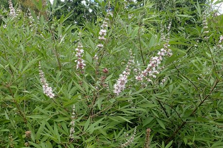 Vitex agnus-castus Albus (wit) 'Monnikenpeper' 30-50 cm Vitex agnus-castus Albus (wit) 'Monnikenpeper' 30-50 cm