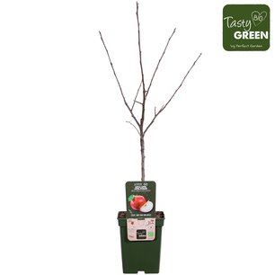 Malus d. 'Rode Boskoop' - Boskoop appel - Bio fruitboom Malus d. 'Rode Boskoop' - Boskoop appel - Bio fruitboom