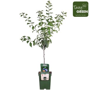 Prunus dom. 'Hauszwetsche' - Pruimelaar - Bio fruitboom Prunus dom. 'Hauszwetsche' - Pruimelaar - Bio fruitboom