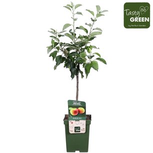 Malus d. 'Jonagold' - Jonagold appel - Bio fruitboom Malus d. 'Jonagold' - Jonagold appel - Bio fruitboom
