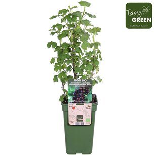 Ribes Jostaberry - Jostabes - Bio fruitplant Ribes Jostaberry - Jostabes - Bio fruitplant