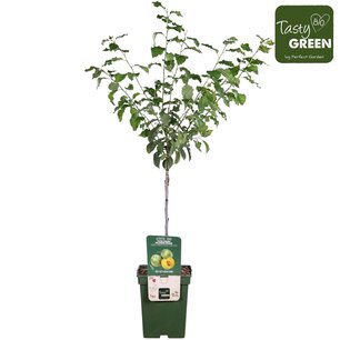 Prunus dom. 'Reine-Claude Vert' - Pruimelaar - Bio fruitboom Prunus dom. 'Reine-Claude Vert' - Pruimelaar - Bio fruitboom