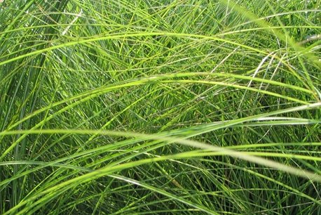 Miscanthus sinensis 'Gracillimus' - Prachtriet, reuzenriet Miscanthus sinensis 'Gracillimus' - Prachtriet, reuzenriet