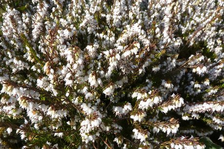 Erica darleyensis 'White Perfection' - winterheide 10-20 cm Erica darleyensis 'White Perfection' - winterheide 10-20 cm