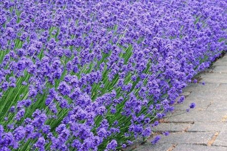 Lavendel 'lavandula angustifolia' Munstead 10-20 cm Lavendel 'lavandula angustifolia' Munstead 10-20 cm