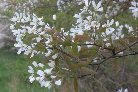 Amelanchier Lamarckii 'krentenboompje' 60-80 - blote wortel Amelanchier Lamarckii 'krentenboompje' 60-80 - blote wortel