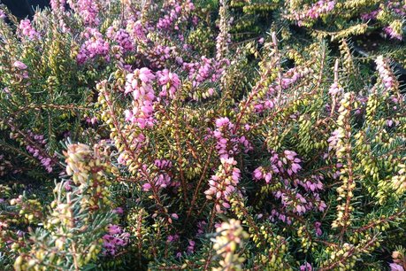 Erica darleyensis 'Ghost Hills' - winterheide 10-20 cm Erica darleyensis 'Ghost Hills' - winterheide 10-20 cm