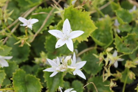 Campanula Poscharskyana 'E.H. Frost' - klokjesbloem Campanula Poscharskyana 'E.H. Frost' - klokjesbloem